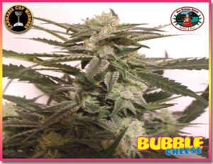 Bubble Cheese
