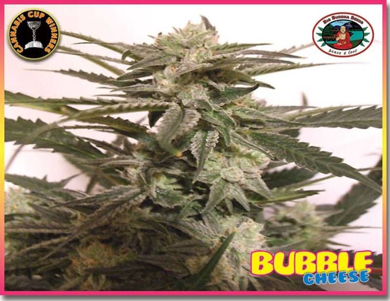 Bubble Cheese