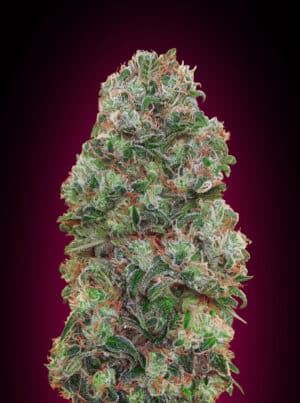 Bubble Gum (00 Seeds)