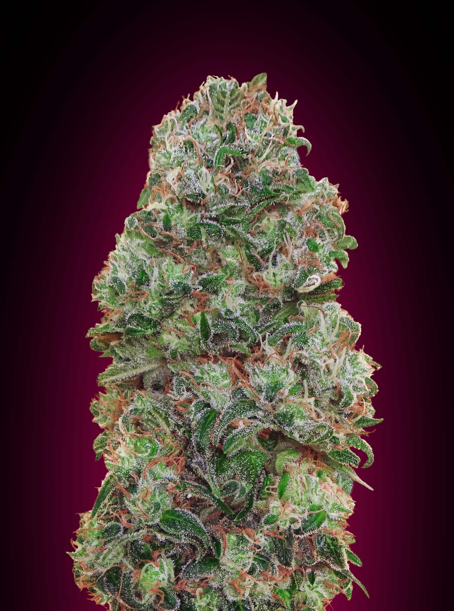 Bubble Gum (00 Seeds)