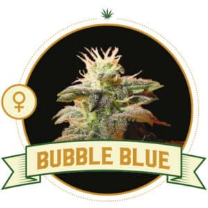 Bubble Gum (CSB)