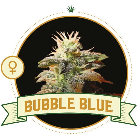 Bubble Gum (CSB)