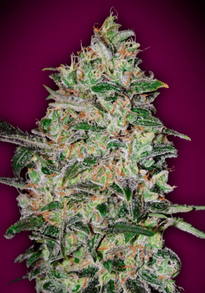 Bubble Gum FAST