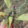 Bubblegum GPP Reg.