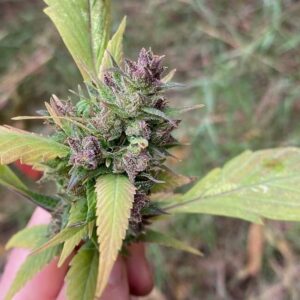 Bubblegum GPP Reg.