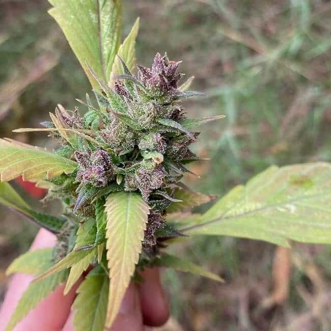 Bubblegum GPP Reg.
