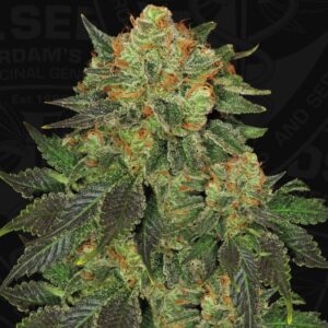 Bubblegum (T.H. Seeds)