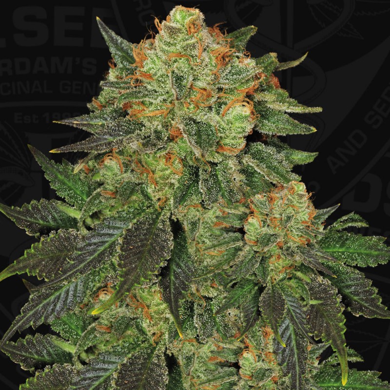 Bubblegum (T.H. Seeds)