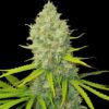 Bubblegun Reg. (Spliff Seeds)