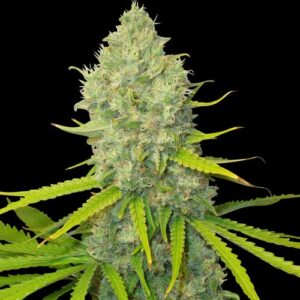 Bubblegun Reg. (Spliff Seeds)