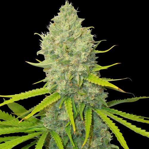 Bubblegun Reg. (Spliff Seeds)