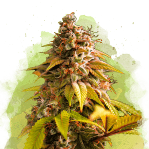 Bubblelicious Auto