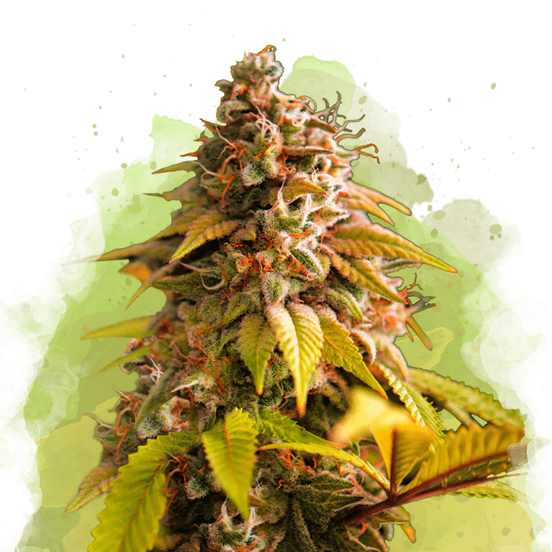 Bubblelicious Auto