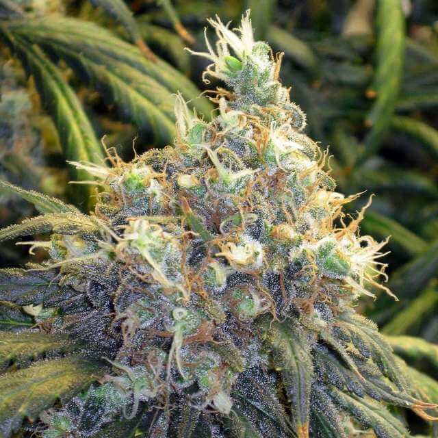 Bubblelicious Reg.
