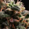 Bubblerock Auto