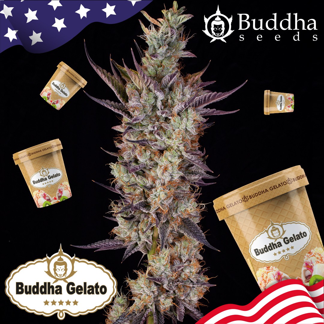 Buddha Gelato