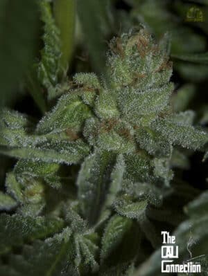 Buddha Tahoe OG