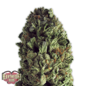 Budzilla