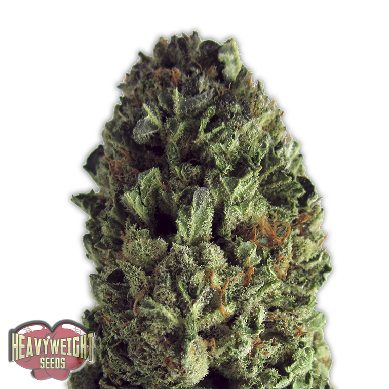 Budzilla