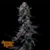 Bumpboxx Kush