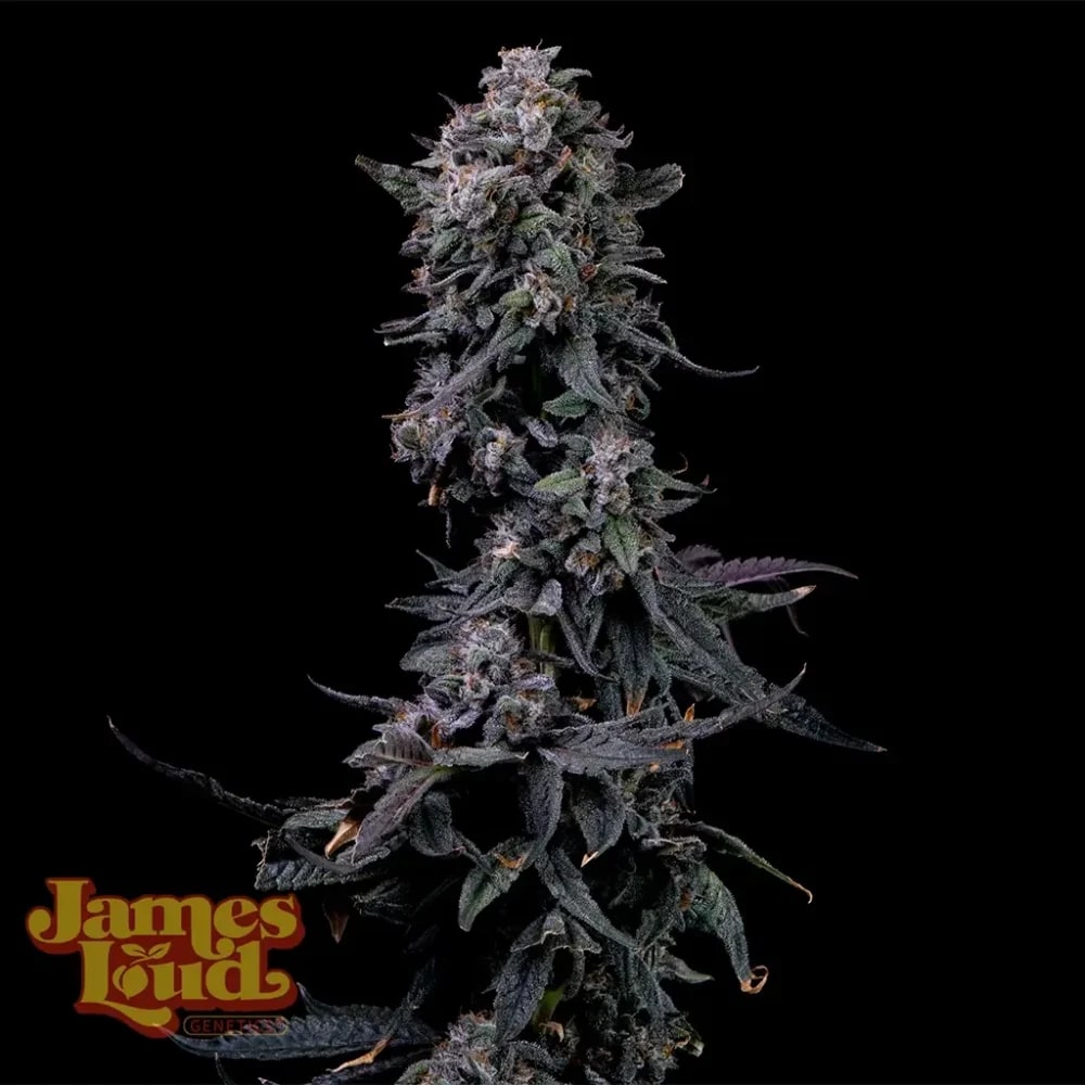 Bumpboxx Kush