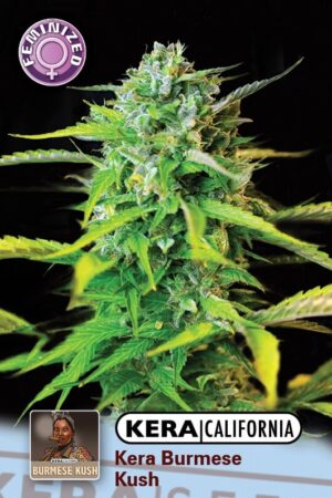 Burmese Kush