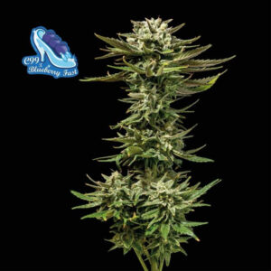 C99 X Blueberry Fast