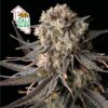 Cali Critical Mass