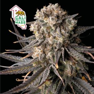 Cali Critical Mass