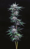 California Cream
