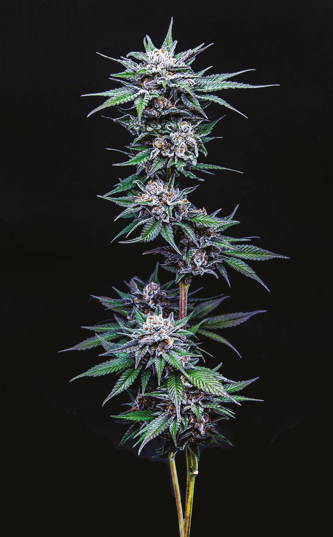 California Cream