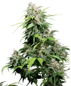 California Indica Reg.