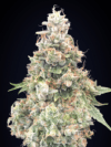 California Kush FAST
