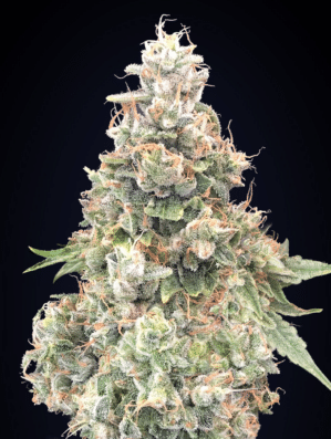 California Kush FAST