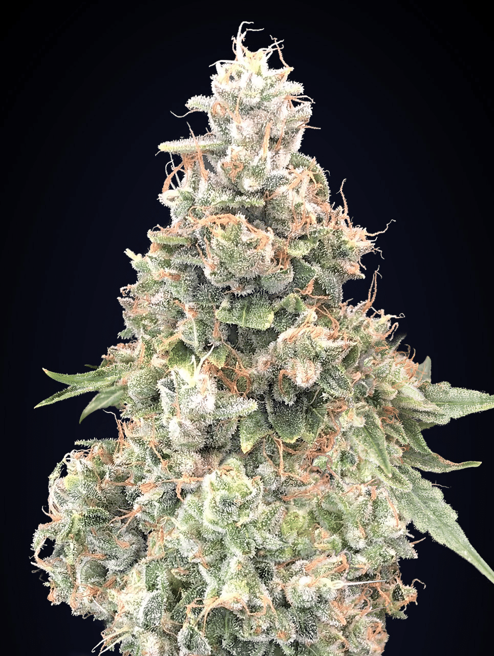 California Kush FAST