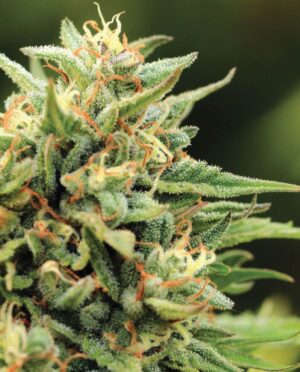 California Sour Diesel