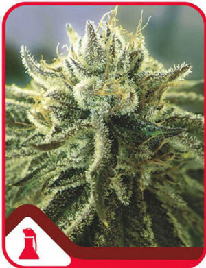 Canadian Kush 2.0