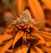 Candyland (Grand Daddy Purp Genetics)