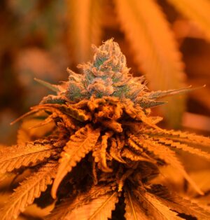 Candyland (Grand Daddy Purp Genetics)