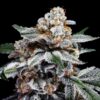 Canelo Auto (DNA Genetics Seeds)