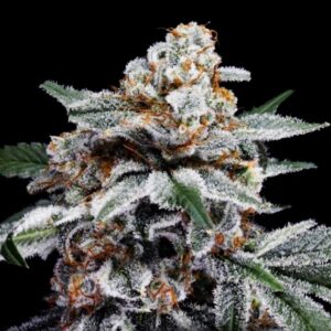 Canelo Auto (DNA Genetics Seeds)