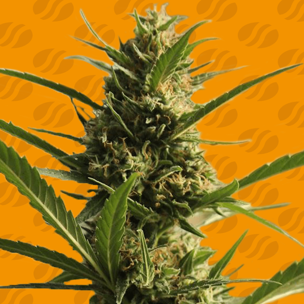 Cannaboom CBD +