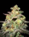 Caramella Auto