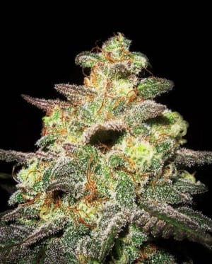 Caramella Auto