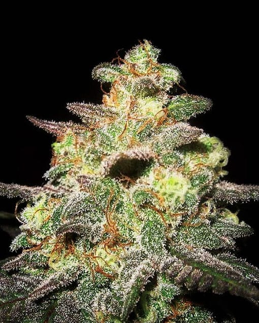 Caramella Auto