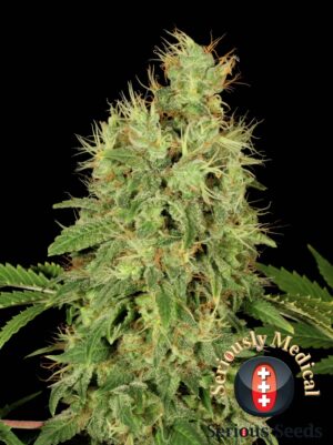 CBD-Chronic