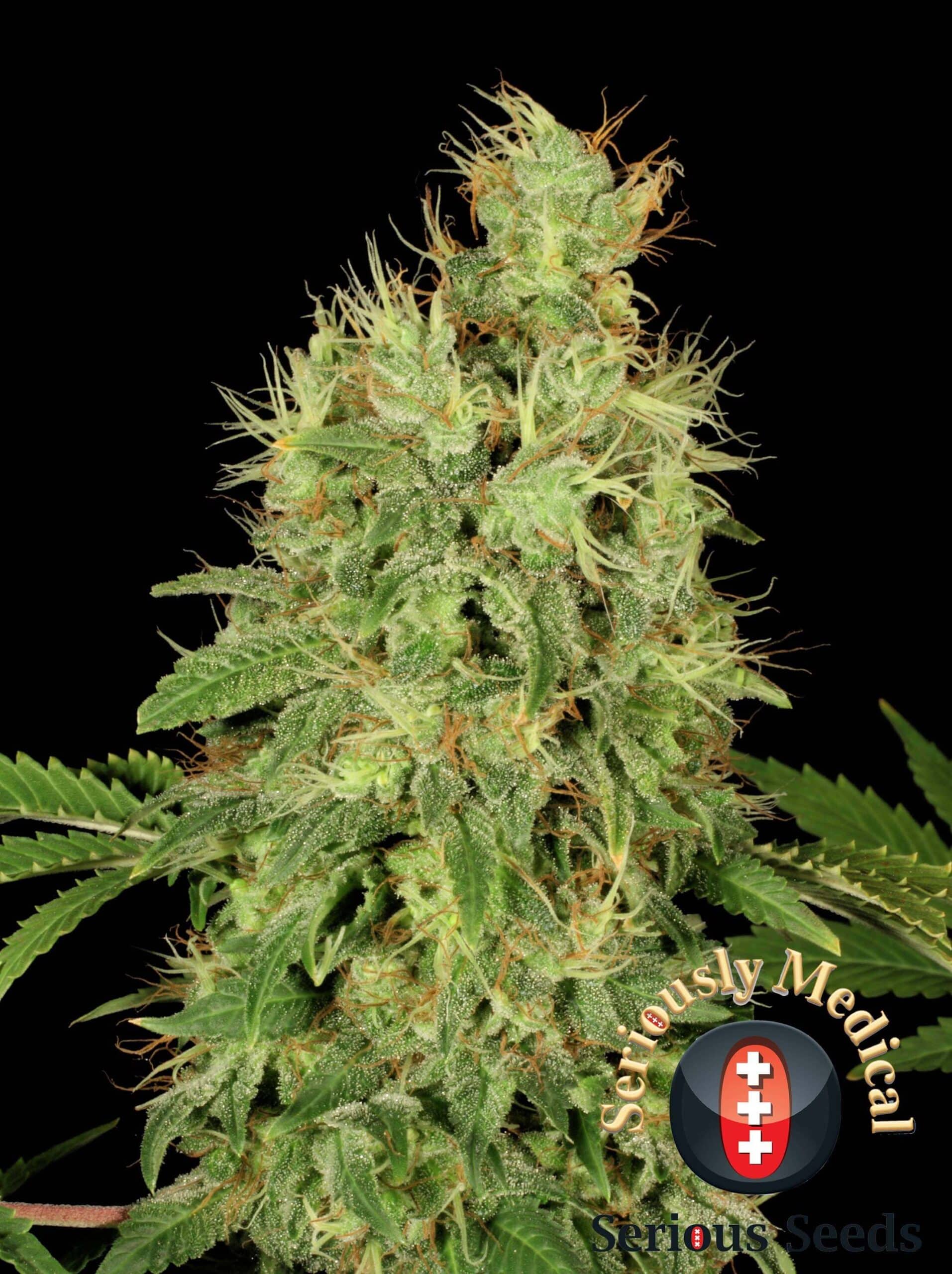 CBD-Chronic