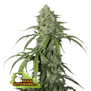 CBD 1:1 Silver Lime Haze Auto
