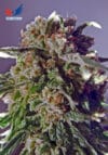 CBD+ 1:20 (Positronics)