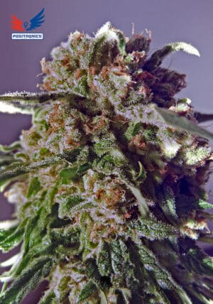 CBD+ 1:20 (Positronics)